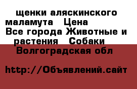 щенки аляскинского маламута › Цена ­ 20 000 - Все города Животные и растения » Собаки   . Волгоградская обл.